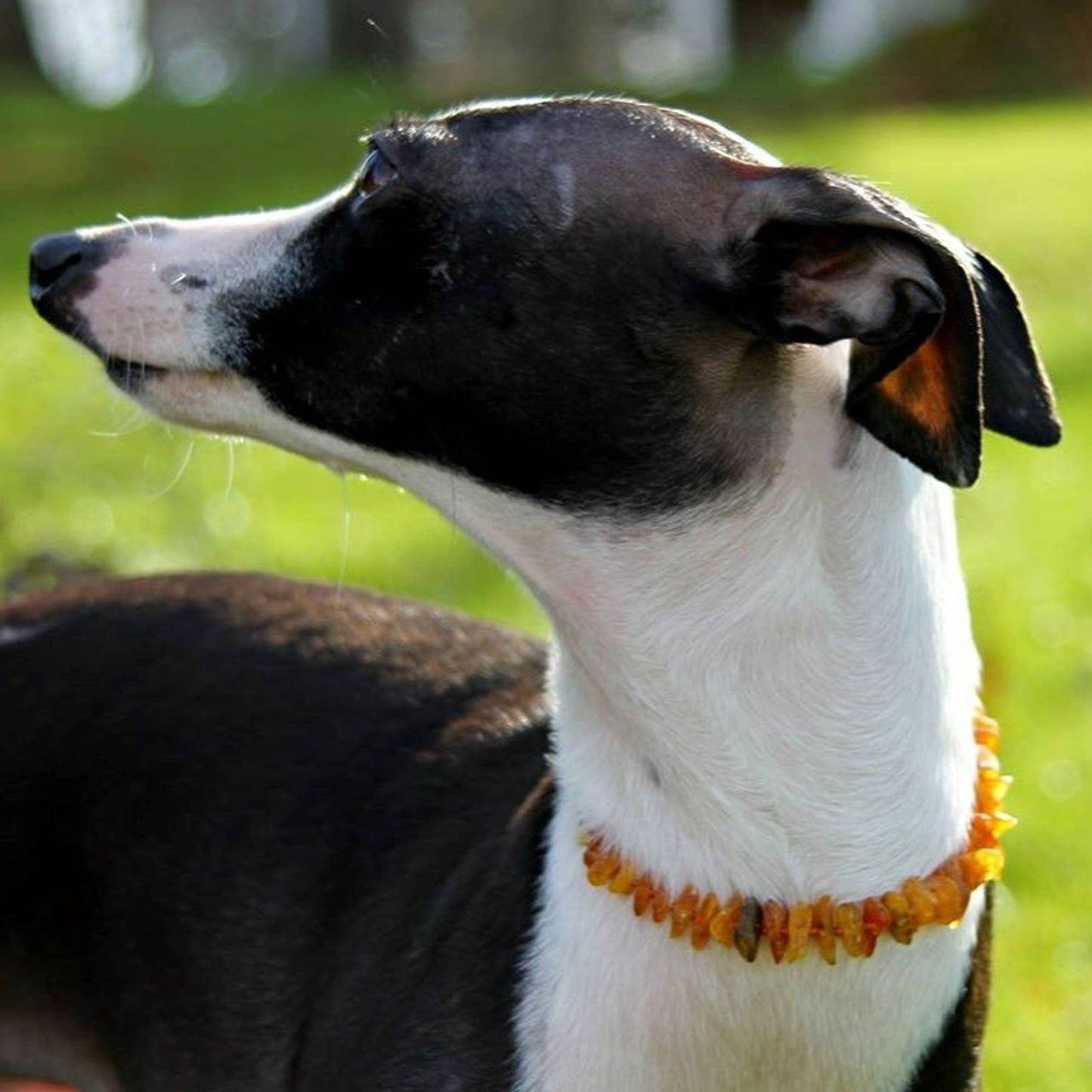 Pet | African Turquoise + Raw Cognac Amber Collar