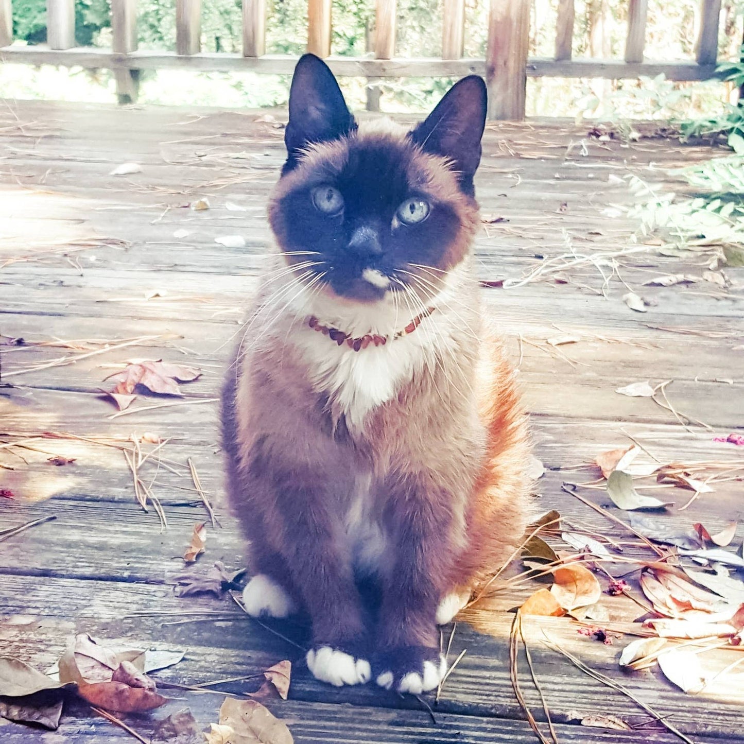 Pet | African Turquoise + Raw Cognac Amber Collar