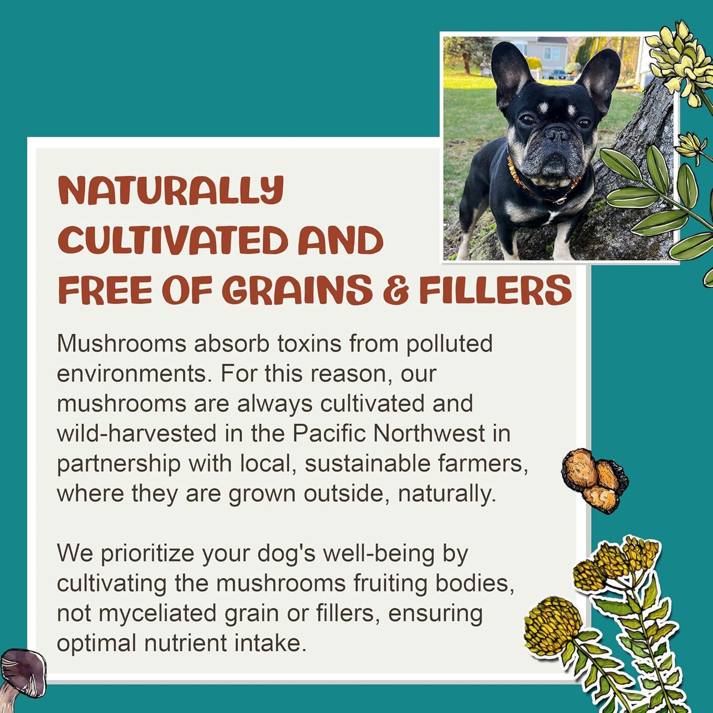 Reishi Tincture: Double-Extracted Reishi Mushroom for Dogs - Immune Defenses, Liver Detox, Longevity, Mood, & Well-Being - Calming Drops for Dogs Extracted Strictly from Fruiting Bodies