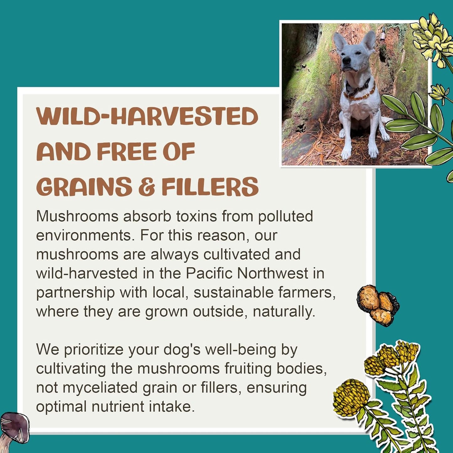 Turkey Tail Mushroom for Dogs: Dual-Extracted Dog Immune Support Tincture for Defenses, Liver & Kidney, Cognition, Cardio, Detox, & Reproduction - Strictly Extracted from Fruiting Bodies