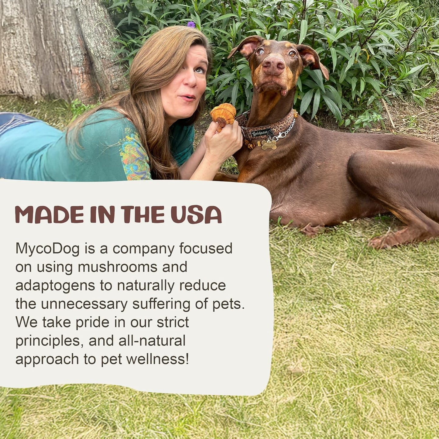 Chaga Tincture: Dual Extracted Mushroom Dog Supplements - Defenses, Cellular Wellness, Skin, Coat, Liver, and Antioxidant Support - Wild-Harvested, Bioavailable, & Easy to Serve