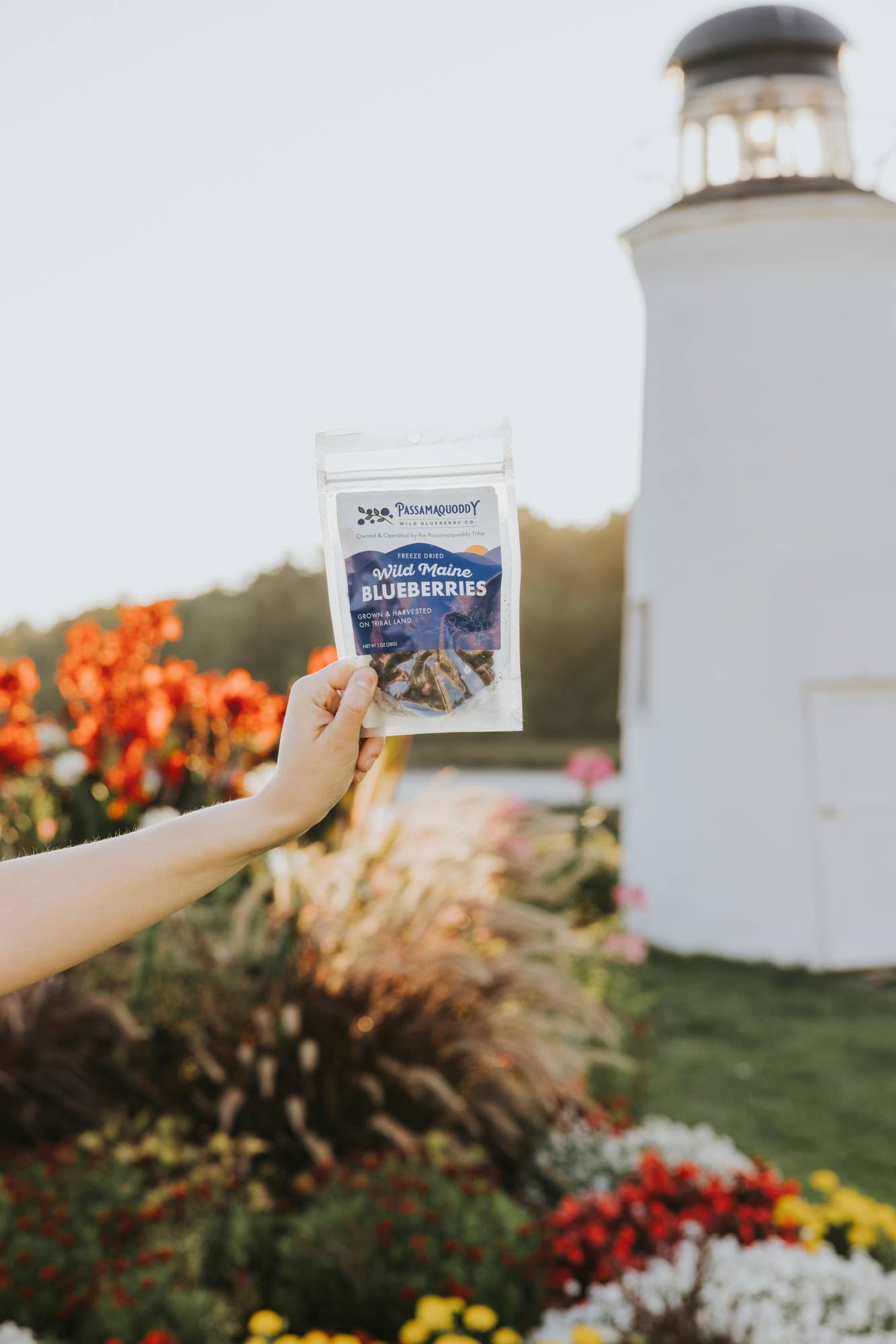 Freeze Dried Wild Maine Blueberries Harvested on Tribal Land