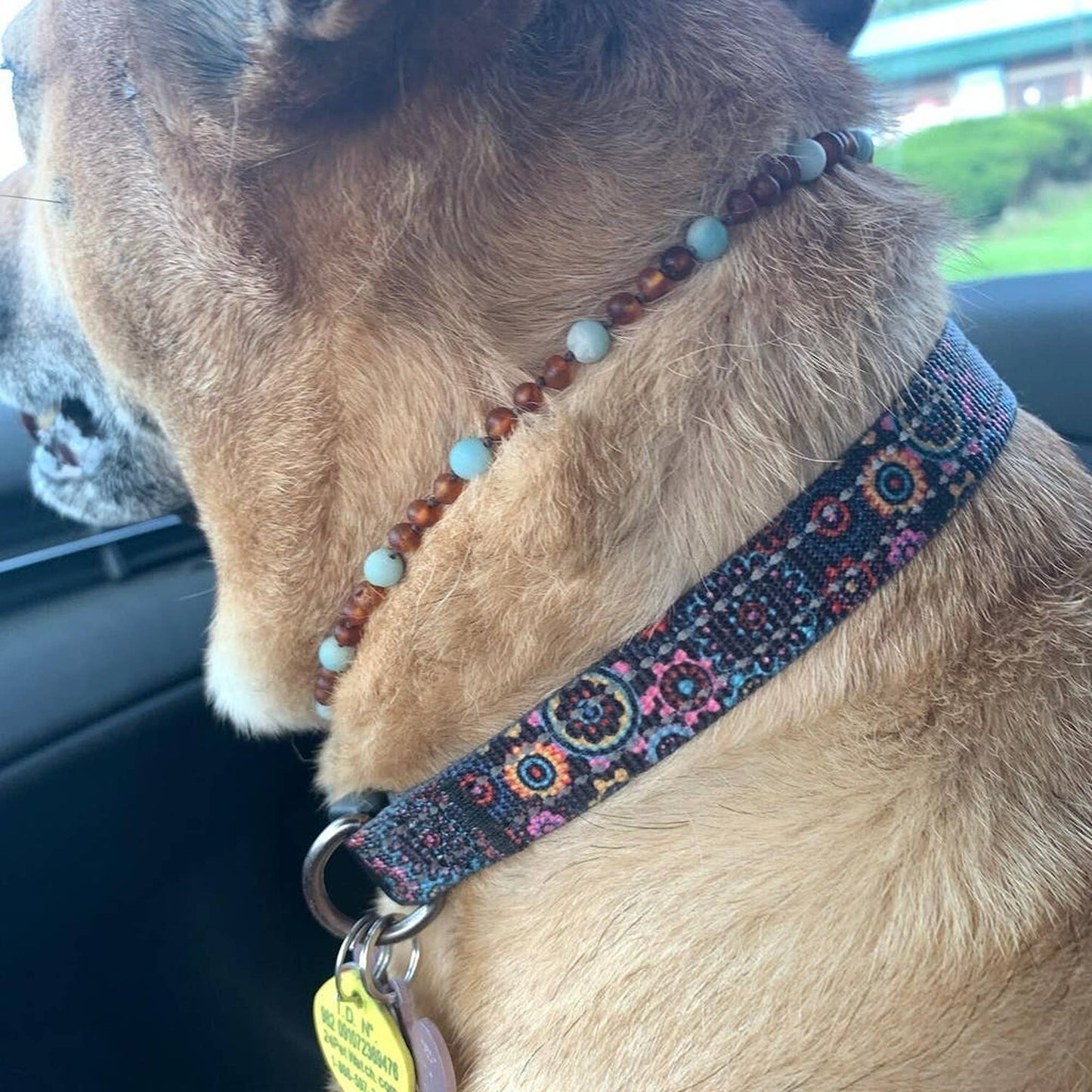 Pet | African Turquoise + Raw Cognac Amber Collar