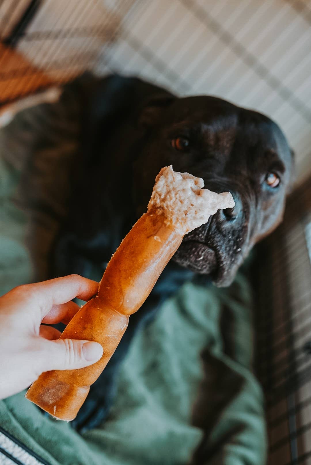 Dehydrated Grass-Fed Beef Rawhide Roll | 8 Inches