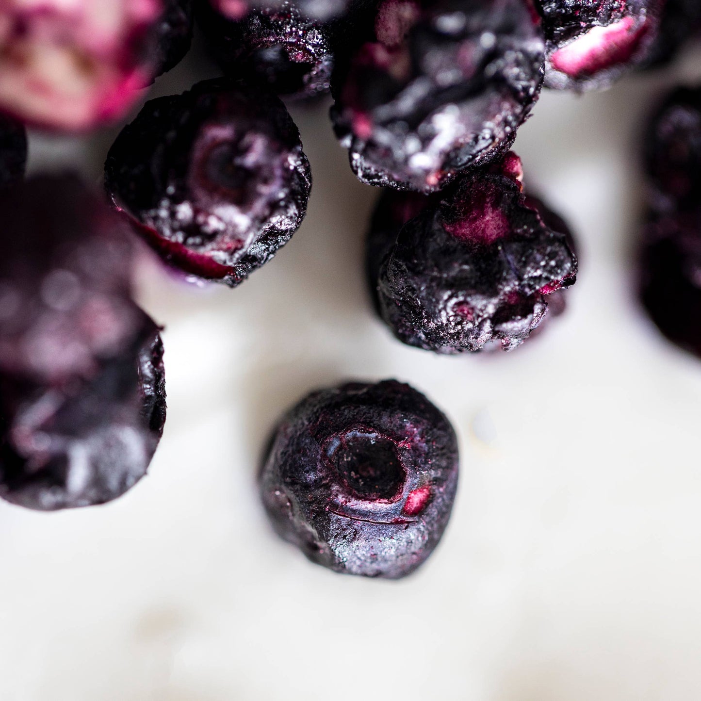 Freeze Dried Wild Maine Blueberries Harvested on Tribal Land