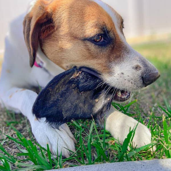 Beef Ear with Hair - Bulk Chew - All-Natural Dog Treats