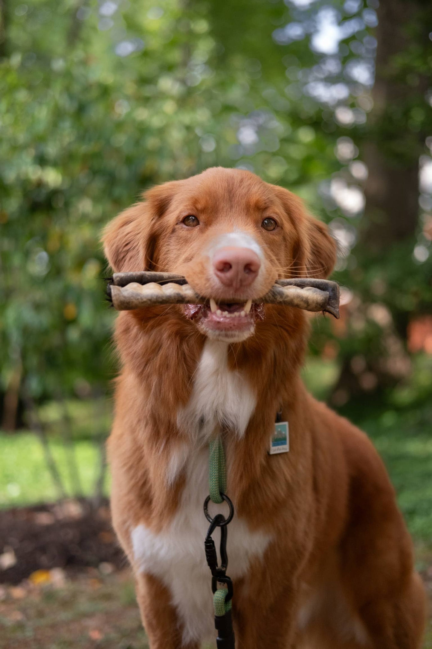 Grass-Fed Beef Rawhide Roll (Fur-On) | 12 Inches