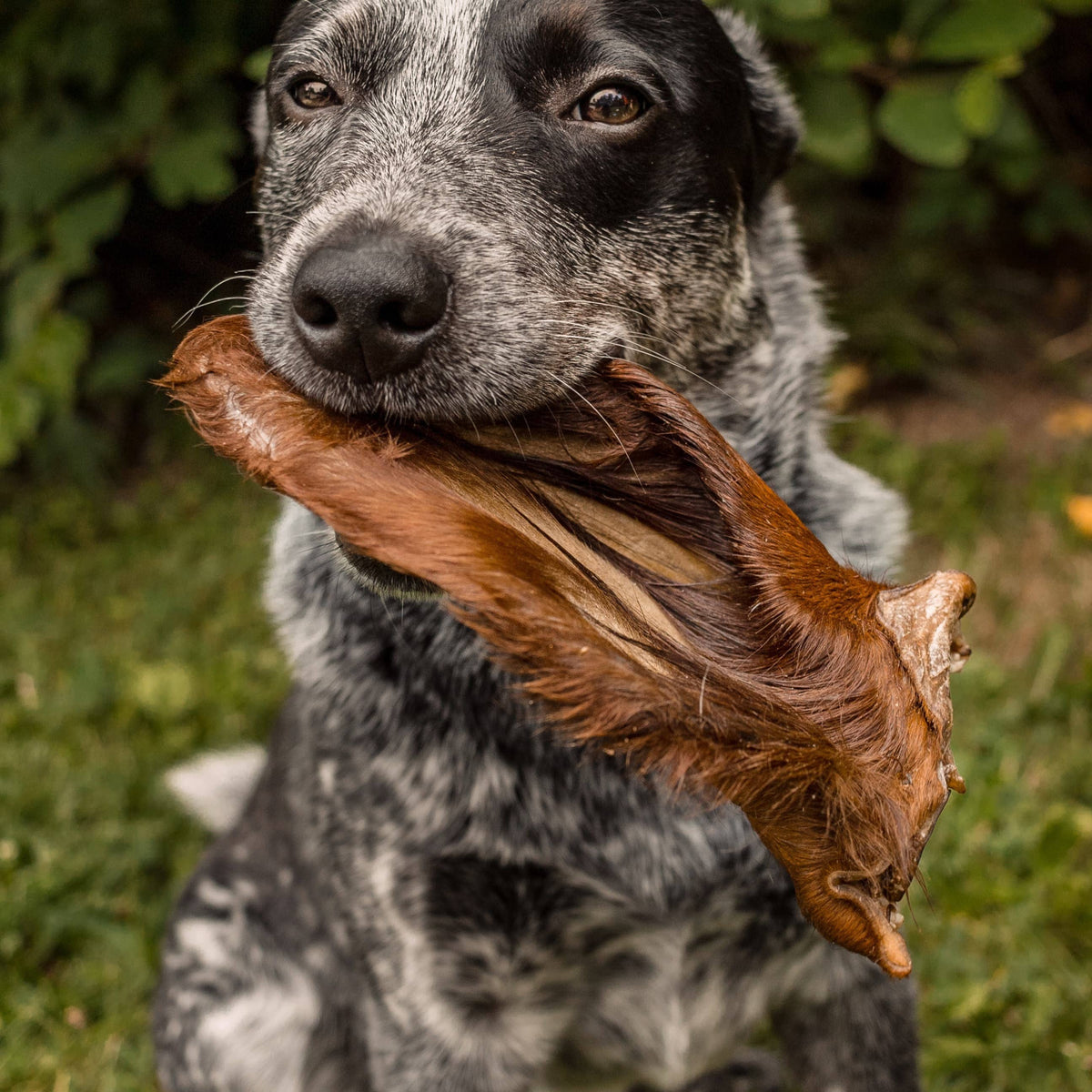 Beef Ear with Hair - Bulk Chew - All-Natural Dog Treats
