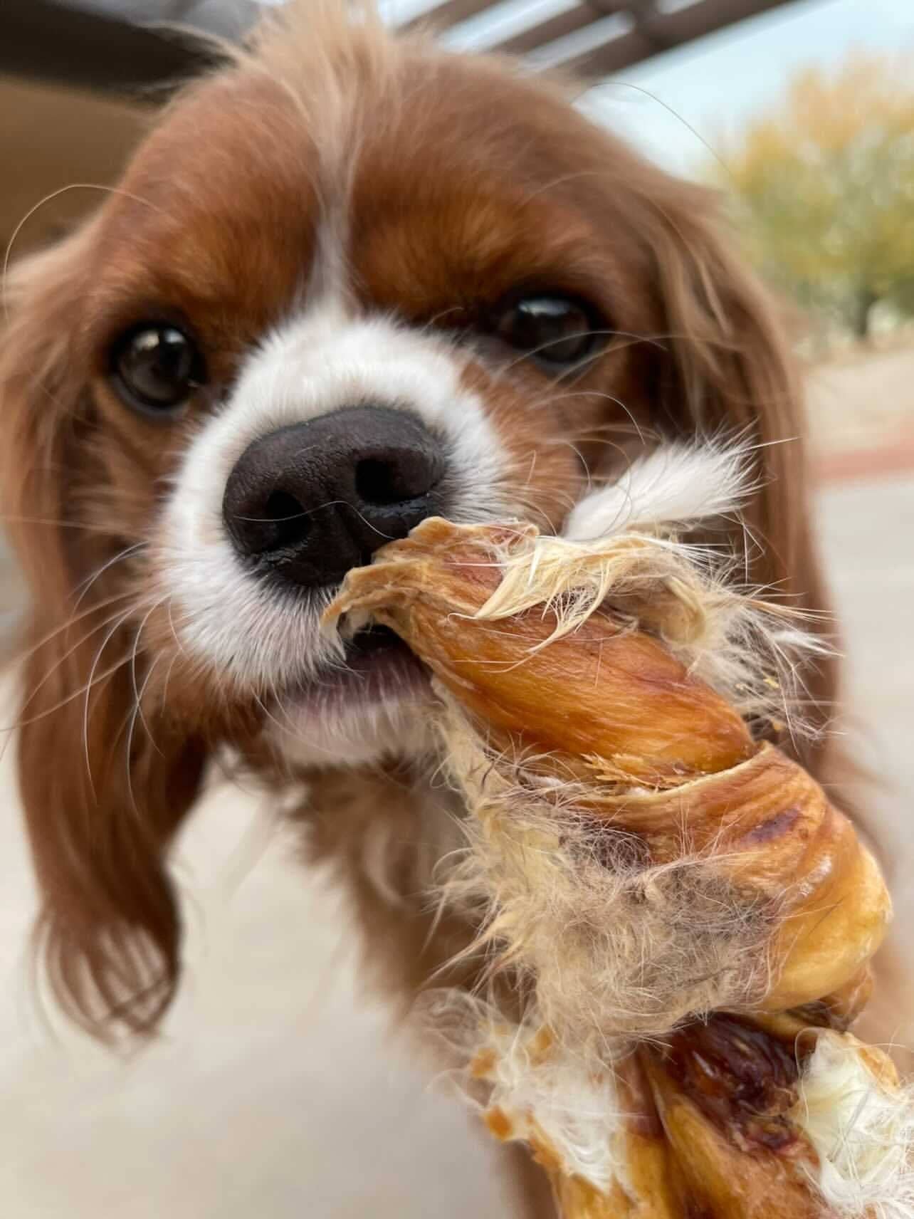 Rabbit Rawhides (Baguettes, Braids & Twists)