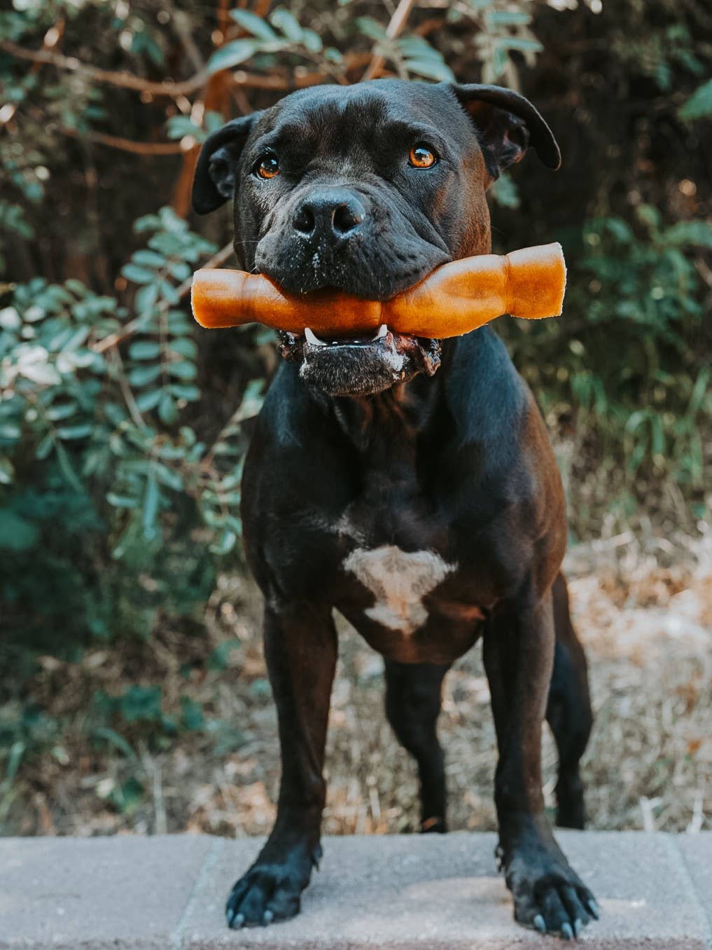 Dehydrated Grass-Fed Beef Rawhide Roll | 8 Inches