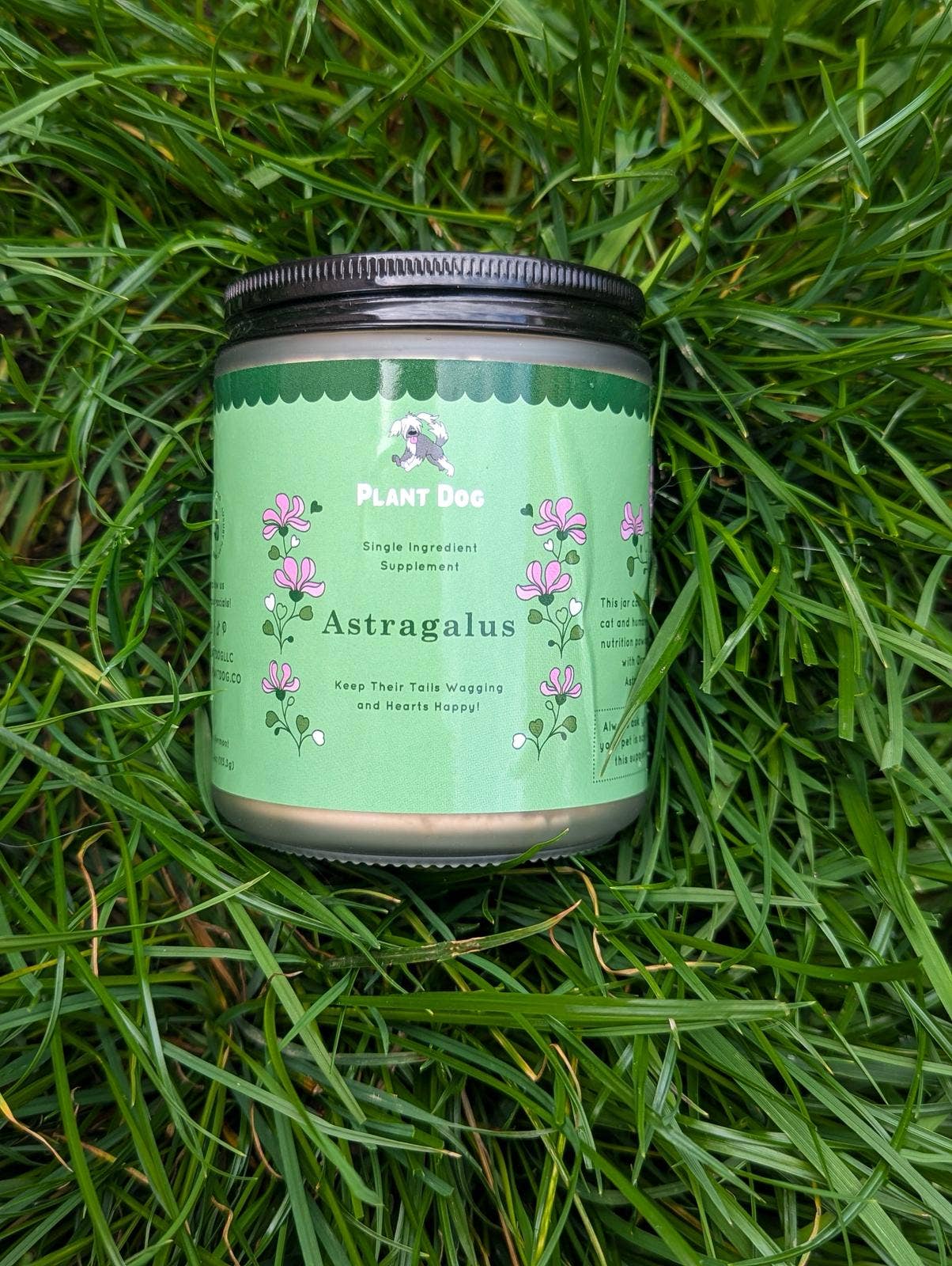 Astragalus Powder
