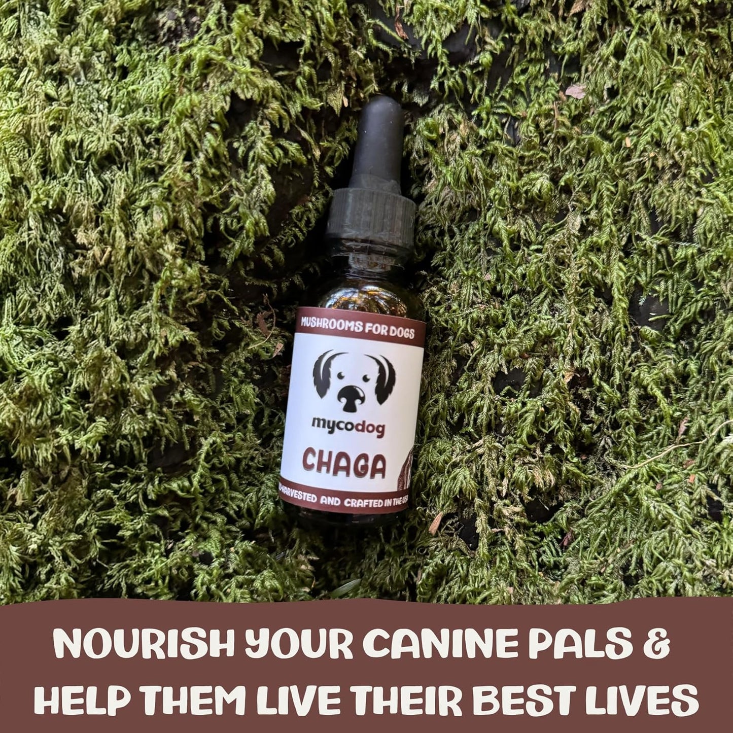 Chaga Tincture: Dual Extracted Mushroom Dog Supplements - Defenses, Cellular Wellness, Skin, Coat, Liver, and Antioxidant Support - Wild-Harvested, Bioavailable, & Easy to Serve