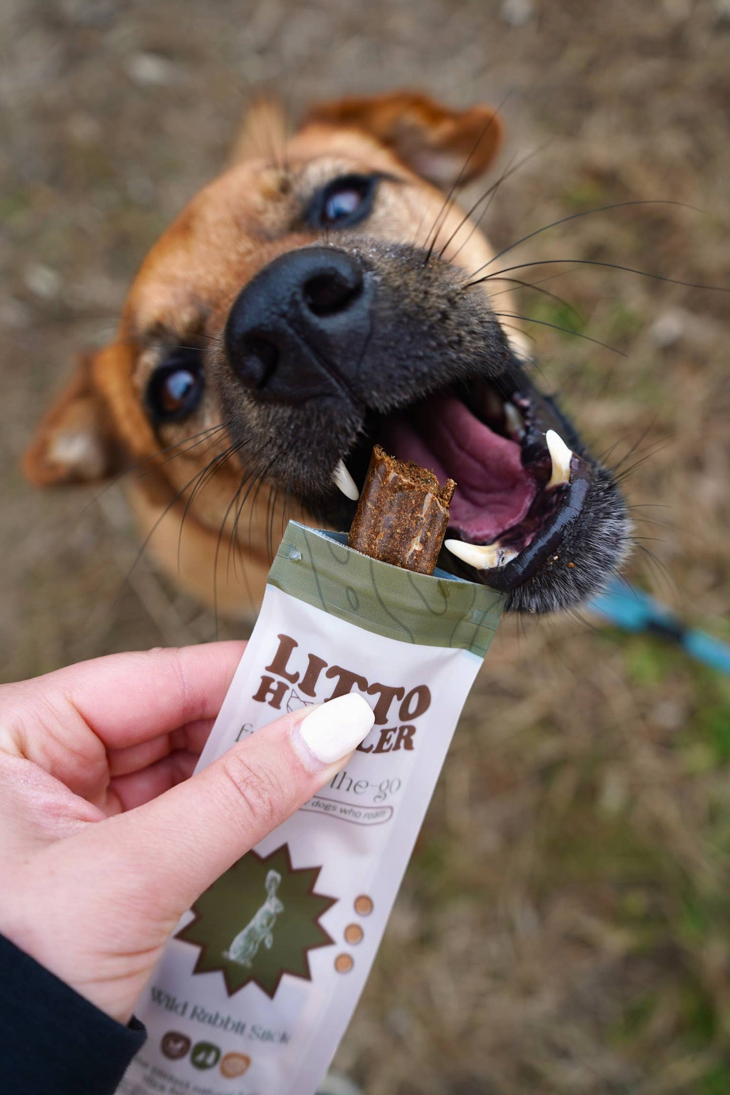 Wild Rabbit Stick