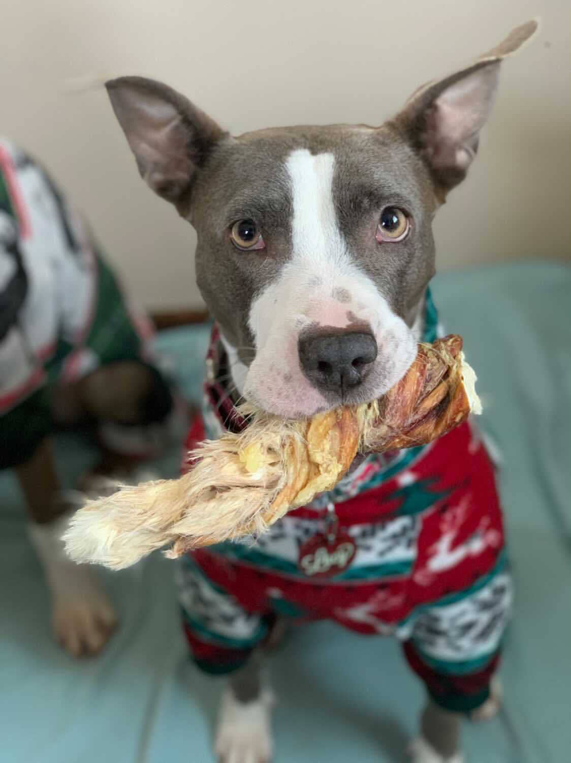 Rabbit Rawhides (Baguettes, Braids & Twists)