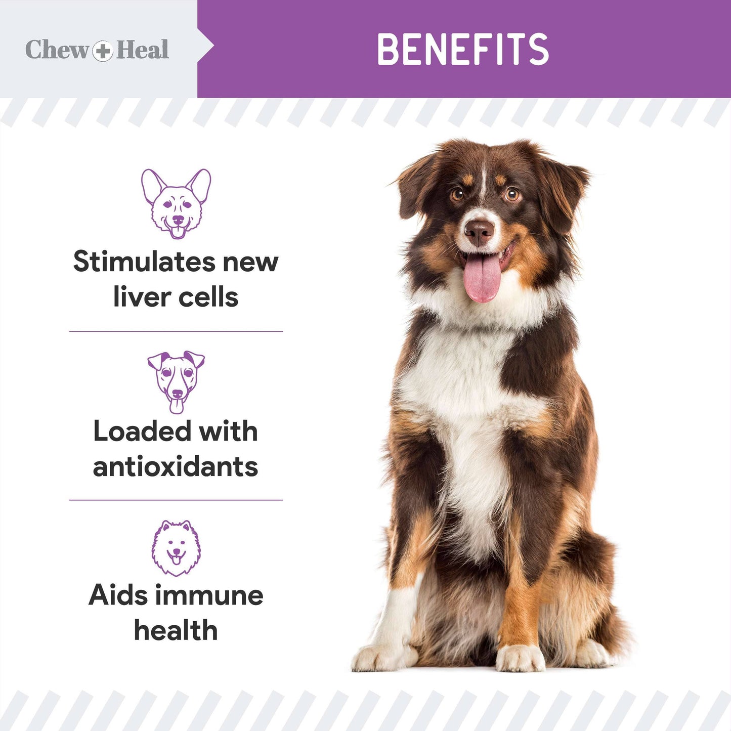 Milk Thistle Tincture with Moringa & Salmon Oil for Dogs