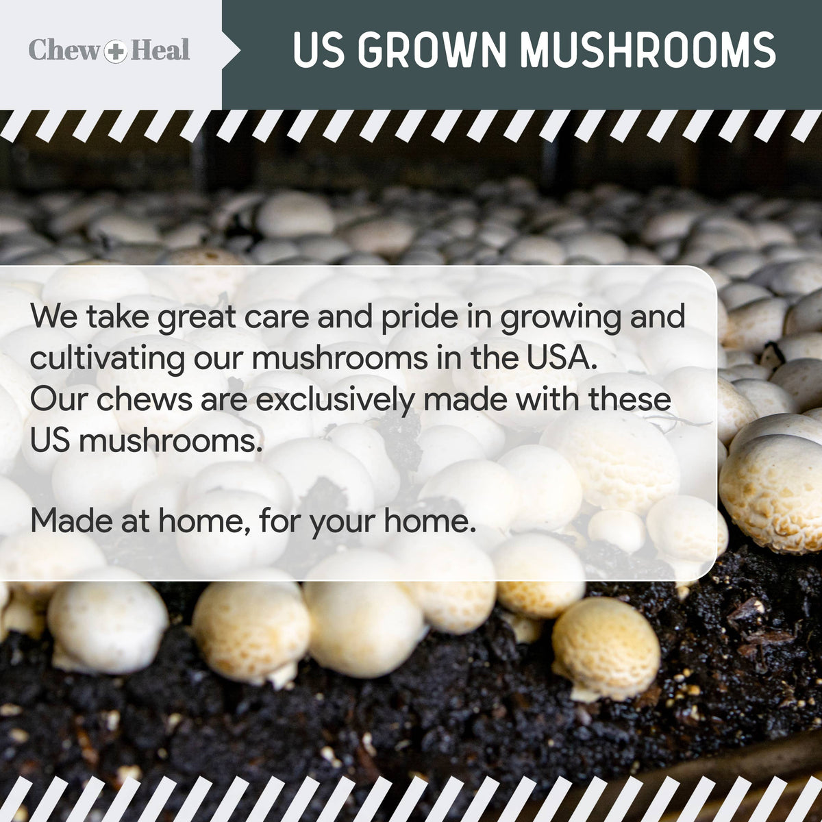 Immune Support Mushroom Complex Soft Chews 90ct.